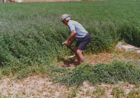 Alfalfa, a primary crop in our environment